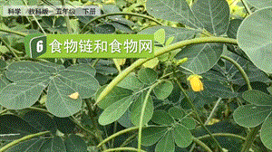 教科版五下科學1.6食物鏈和食物網課件.pptx