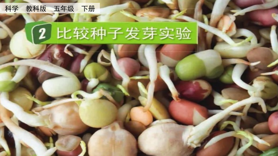 教科版五下科學2.2比較種子發芽實驗課件含視頻素材.rar