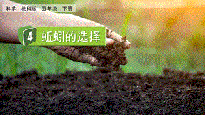 教科版五下科學(xué)1.4蚯蚓的選擇課件.pptx