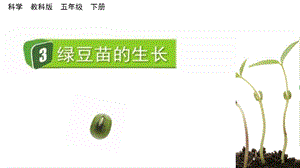 教科版五下科學1.3綠豆苗的生長課件.pptx