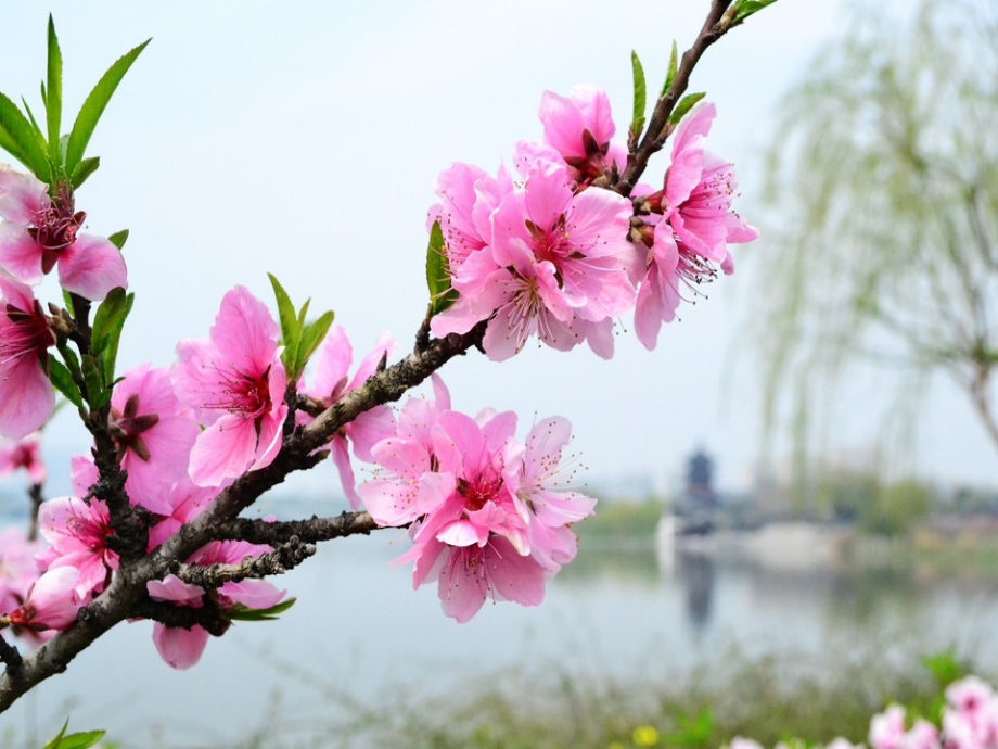 浙美版四年級上冊美術(shù)10課《花鳥小品》課件+配套教案.rar