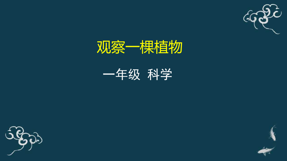 教科版一年級上冊科學3觀察一棵植物 課件+教案+素材.rar