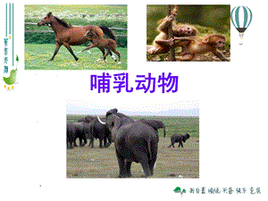 湘科版三年級上冊科學2.4 哺乳動物 課件(共23張PPT).pptx
