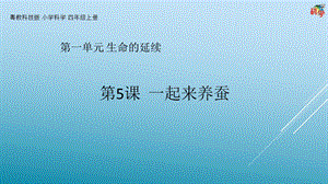 粵科版科學四年級上冊第5課《一起來養蠶》教學課件.pptx