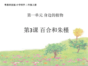粵教粵科版二上科學3《百合與朱槿》課件（共17張ppt）.pptx