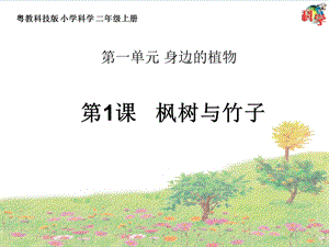 粵科版二年級上冊科學第1課《楓樹與竹子》教學課件.pptx