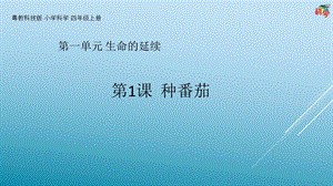 粵科版科學四年級上冊第1課《種番茄》教學課件.pptx