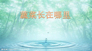 粵科版一年級(jí)上冊(cè)科學(xué)2.3蔬菜長(zhǎng)在哪里 課件.pptx