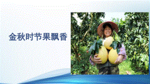第7課金秋時節(jié)果飄香課件(共25張PPT)四年級上冊勞動鄂教版.ppt.pptx