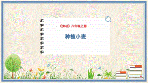 人民出版社八年級(jí)上冊(cè)勞動(dòng)教學(xué)課件 6 種植小麥.pptx