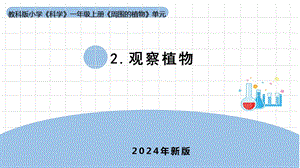24新教科版一年級(jí)上冊(cè)科學(xué)1.2《觀察植物》課件(共7張PPT).pptx