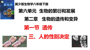 25新冀少版八年級下冊生物6.2.1.3 遺傳（三、人的相別決定） 課件.pptx