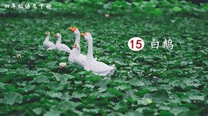 2023-2024部編版語文四年級下冊15白鵝（生字講解）.ppt