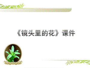 人美版六年級上冊美術《鏡頭里的花》課件.ppt