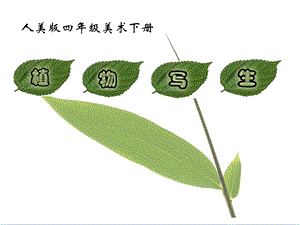 人美版四年級下冊美術(shù)第1課 植物寫生 課件(2).ppt