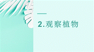 24新教科版一年級上冊科學1.2觀察植物課件.pptx