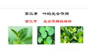 冀少版八年級(jí)上冊(cè)生物3.3.3光合作用的場(chǎng)所 課件.pptx