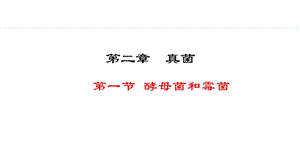 冀少版八年級(jí)上冊(cè)生物5.2.1酵母菌和霉菌 課件.pptx