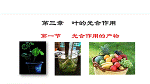 冀少版八年級上冊生物3.3.1光合作用的產(chǎn)物課件.pptx
