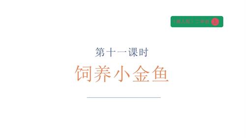 湘人版二年級上冊勞動實(shí)踐指導(dǎo)手冊任務(wù)四項(xiàng)目3《飼養(yǎng)小金魚》課件.pptx