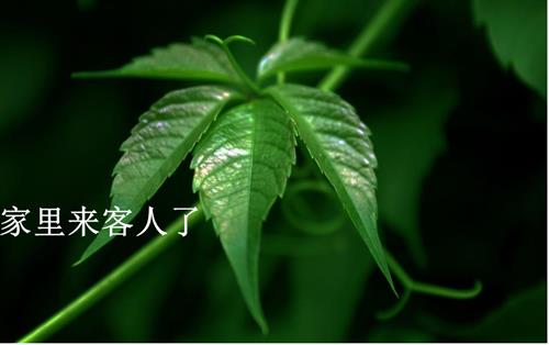 鄂科版三年級全一冊心理健康15A 家里來客人了 課件.ppt